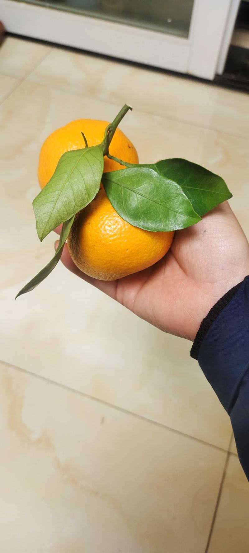 蜜橘