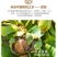 2022年新疆核桃薄皮纸皮新货薄壳纸皮核桃新核桃干核桃
