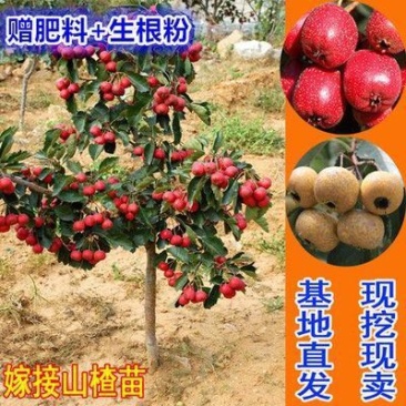 2公分3公分大果山楂苗价格大果山楂树当年结果