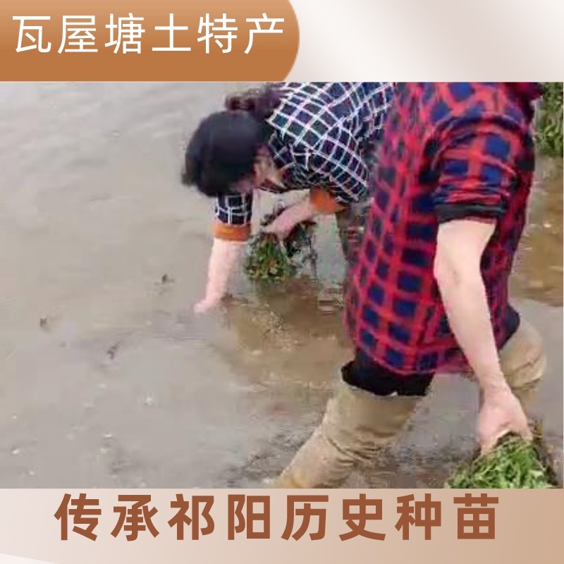 湖南特产黑色老菱角，药食同源粉糯凌角，欢迎联系采购