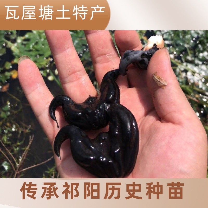 湖南特产黑色老菱角，药食同源粉糯凌角，欢迎联系采购