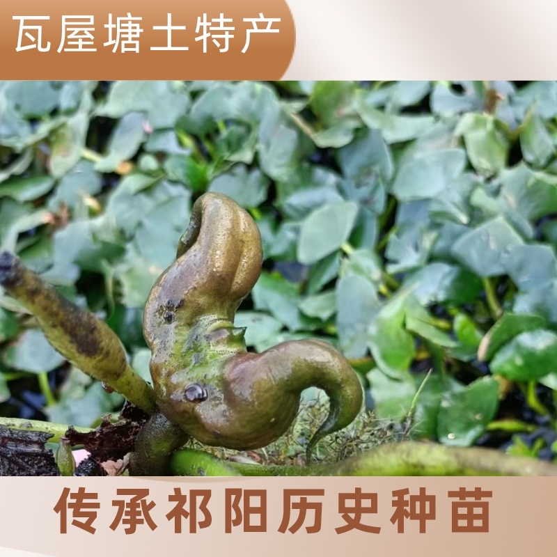 湖南特产黑色老菱角，药食同源粉糯凌角，欢迎联系采购