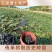 湖南特产黑色老菱角，药食同源粉糯凌角，欢迎联系采购