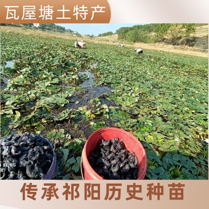湖南特产黑色老菱角，药食同源粉糯凌角，欢迎联系采购