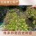 湖南特产黑色老菱角，药食同源粉糯凌角，欢迎联系采购