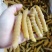 豆虫，豆丹，大豆虫