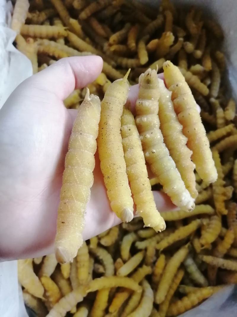 豆虫，豆丹，大豆虫