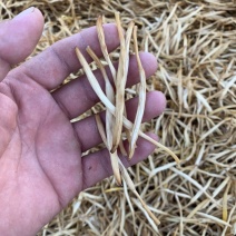 2025新货黄花菜，恒达原品无硫黄花菜产地批发，价低物美