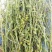 百蕊草