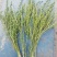 百蕊草