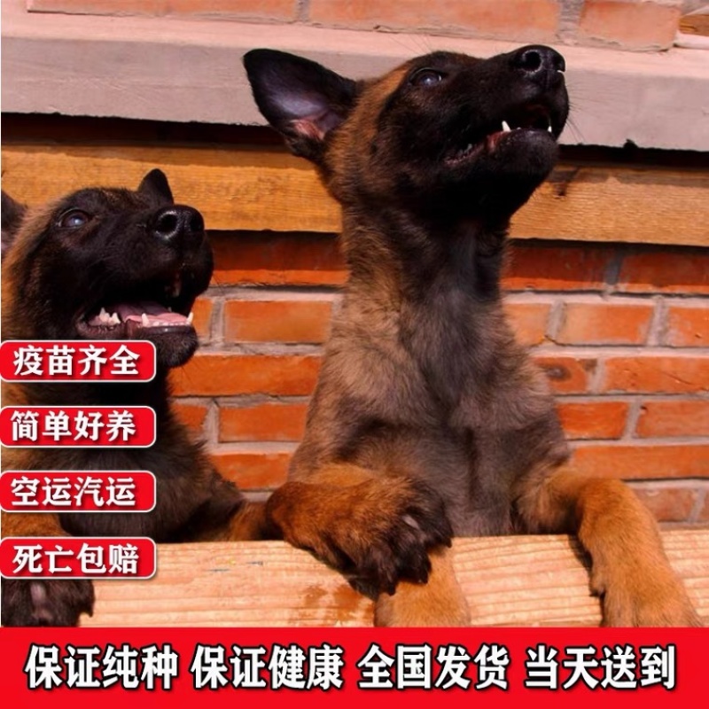 精品马犬喜欢的联系