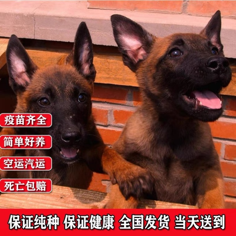 精品马犬喜欢的联系