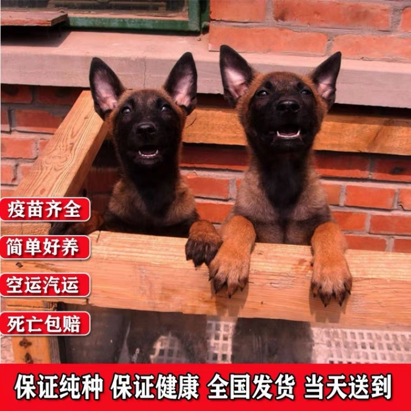 精品马犬喜欢的联系