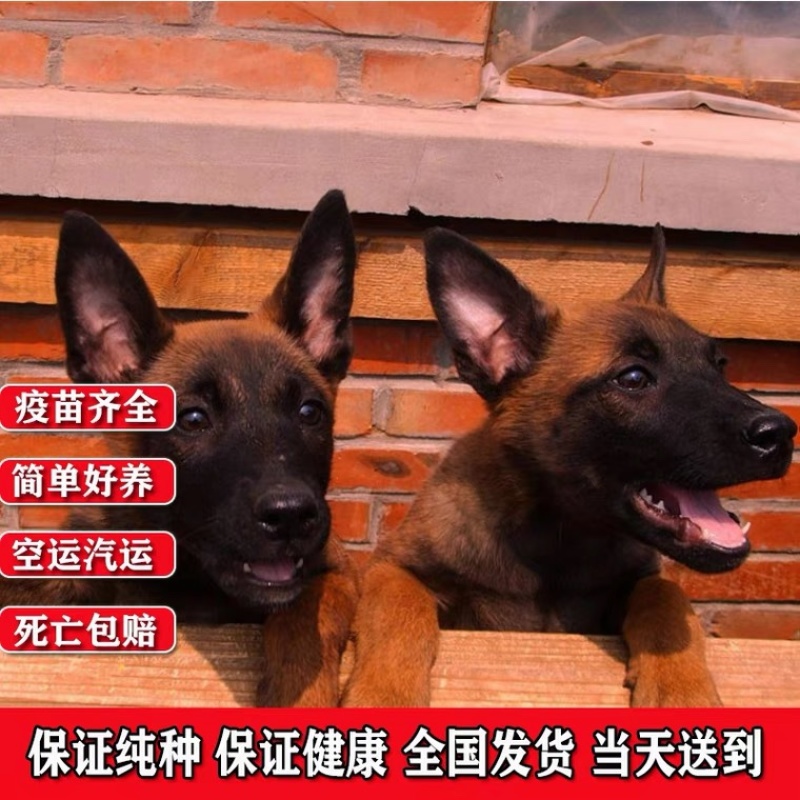 精品马犬喜欢的联系