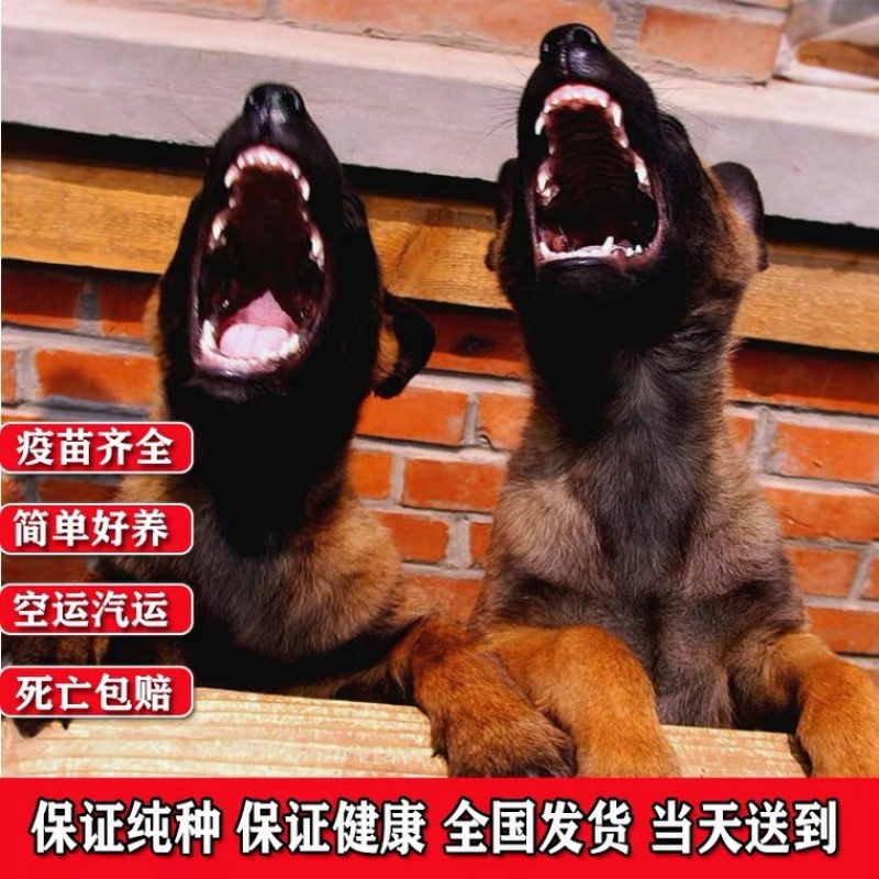 精品马犬喜欢的联系