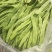 山东扁青芸豆