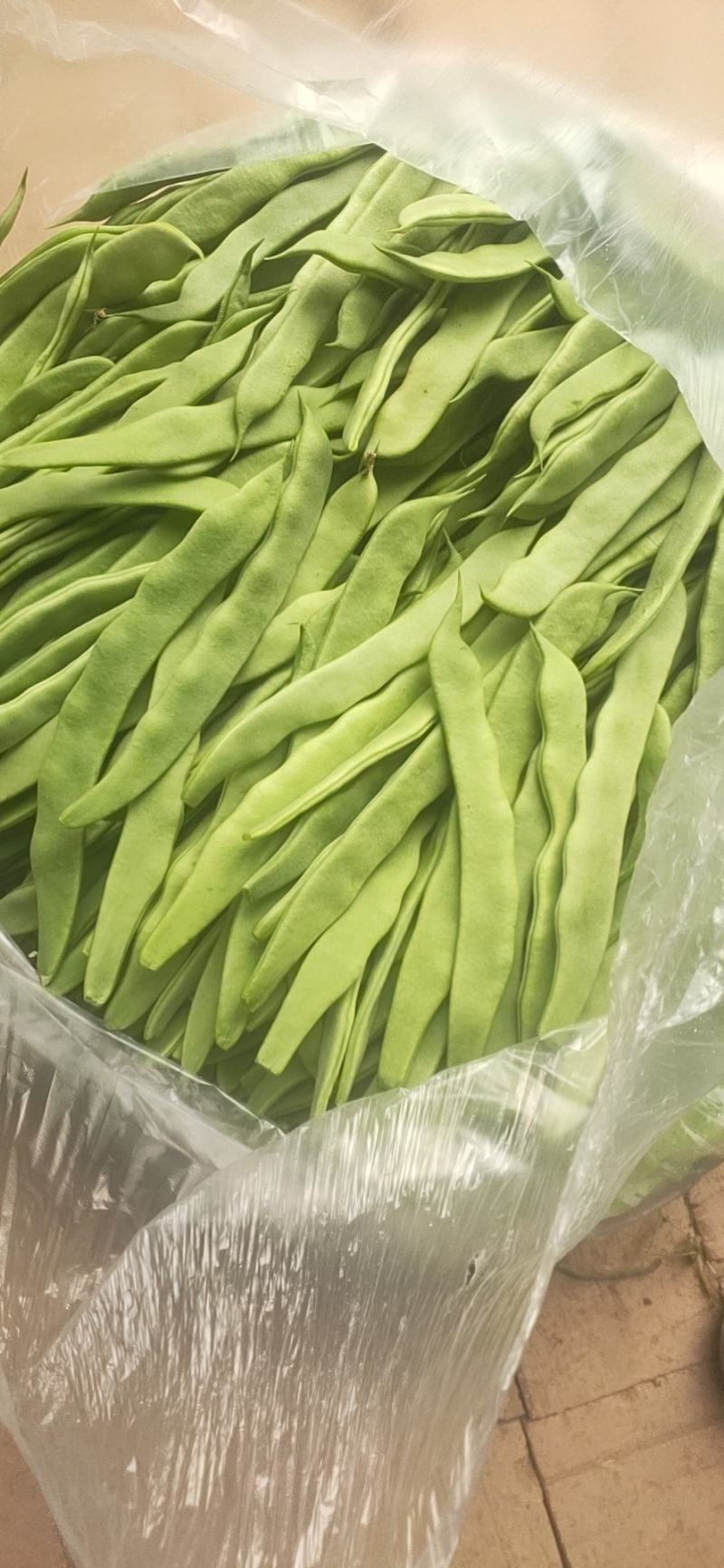 山东扁青芸豆