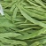 山东扁青芸豆