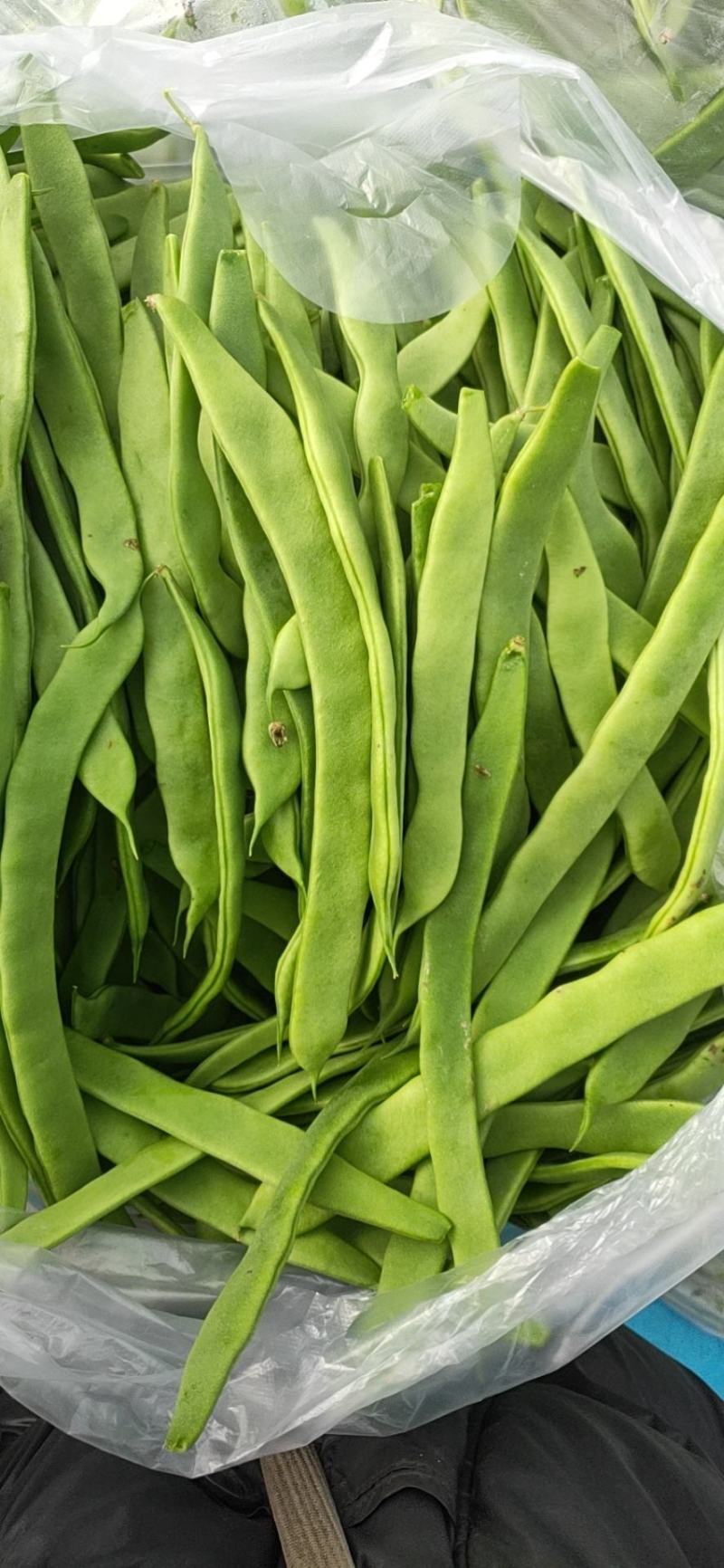 山东扁青芸豆