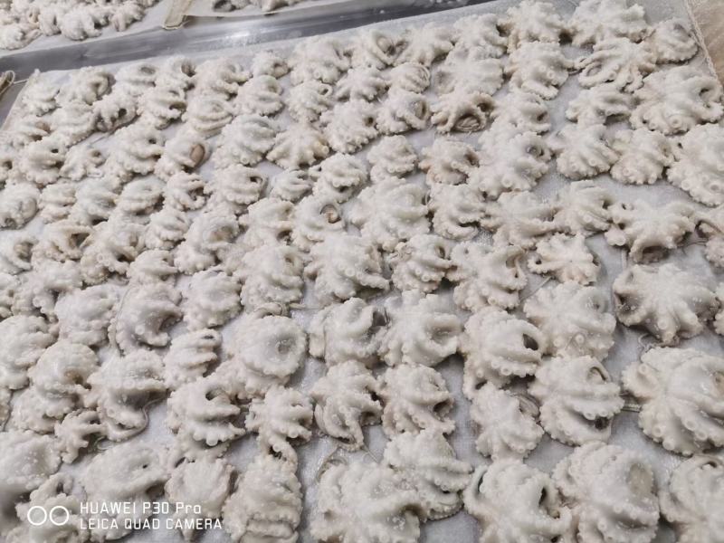 日照速冻八爪鱼单冻去脏去牙小章鱼大量供应价格美丽