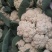 花菜大量上市，货源充足，产地直供，需要的联系