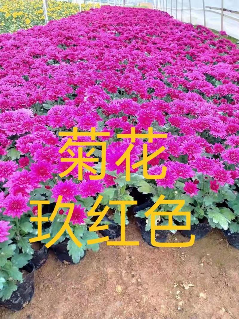 时花寒菊花时令花卉花境摆花植物基地批发