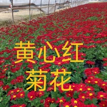 时花寒菊花时令花卉花境摆花植物基地批发