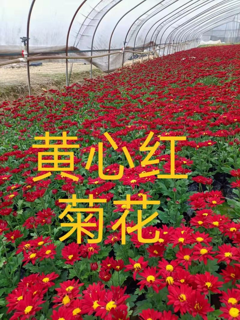 时花寒菊花时令花卉花境摆花植物基地批发