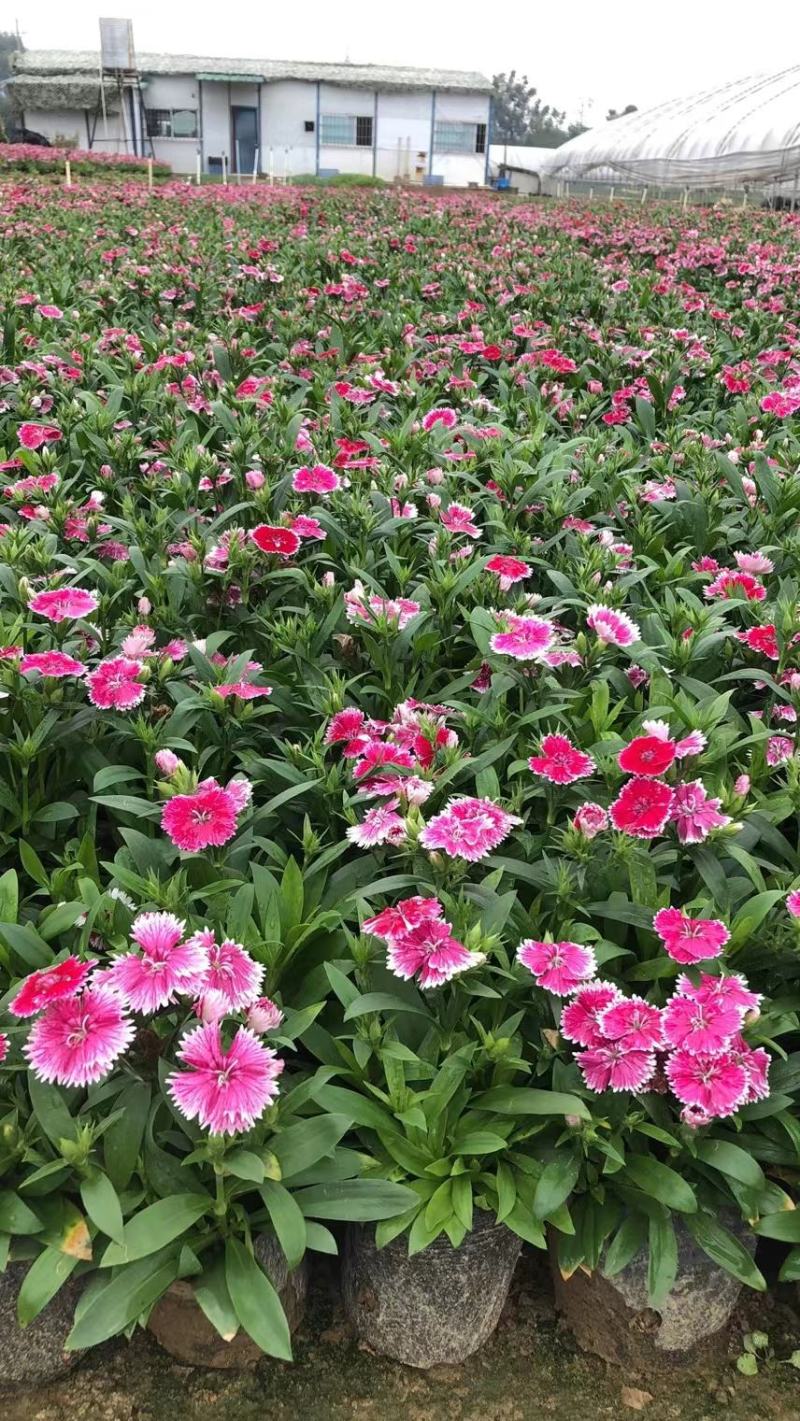 石竹时令花卉基地批发