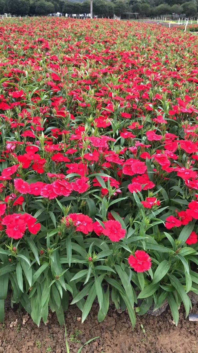 石竹时令花卉基地批发