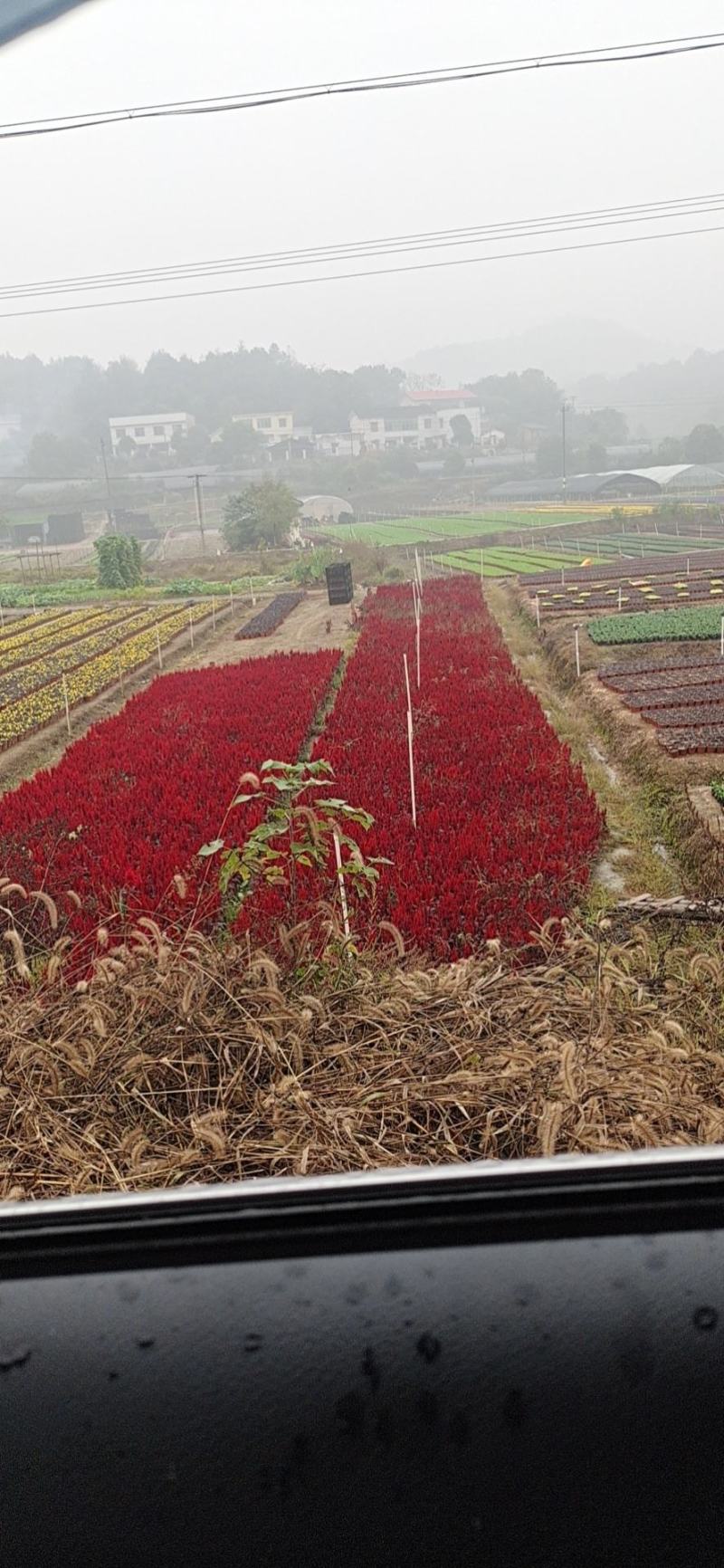 石竹时令花卉基地批发