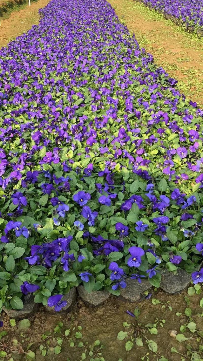 角堇三色堇时花各种季节花卉基地批发