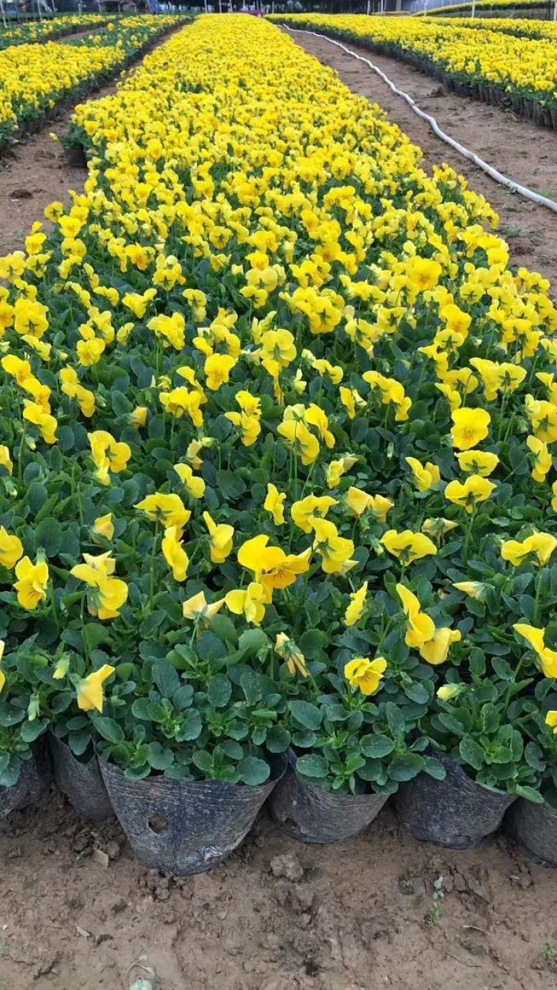 角堇三色堇时花各种季节花卉基地批发