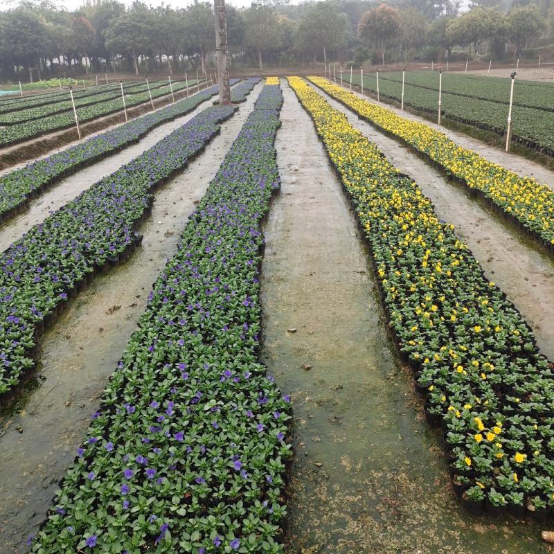 角堇三色堇时花各种季节花卉基地批发
