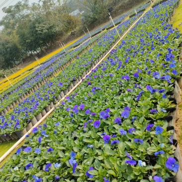角堇三色堇时花各种季节花卉基地批发
