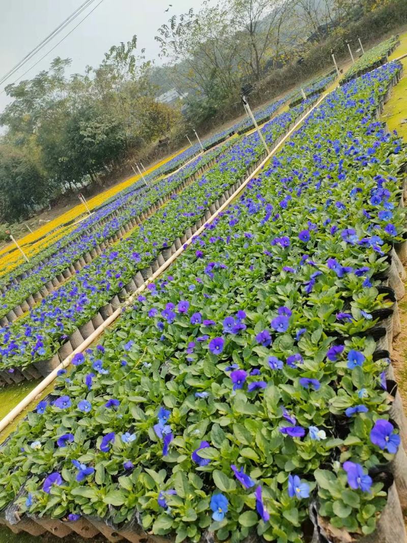 角堇三色堇时花各种季节花卉基地批发