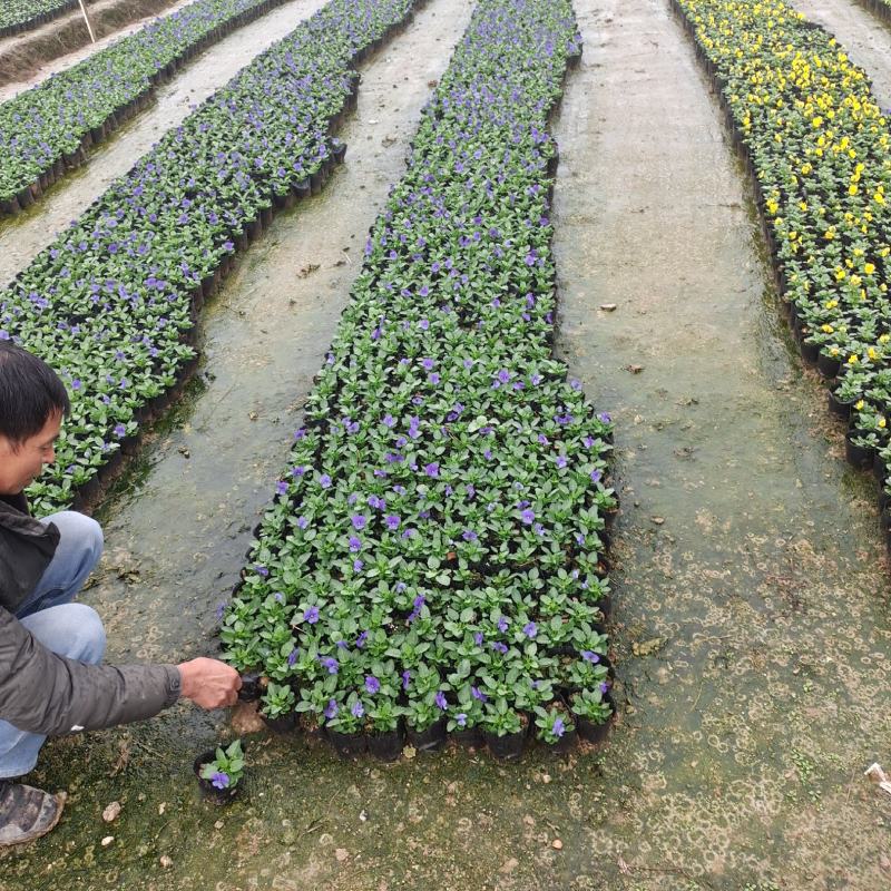角堇三色堇时花各种季节花卉基地批发
