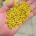 桂花之乡咸宁无硫桂花茶桂花干新鲜干桂花食用级批发