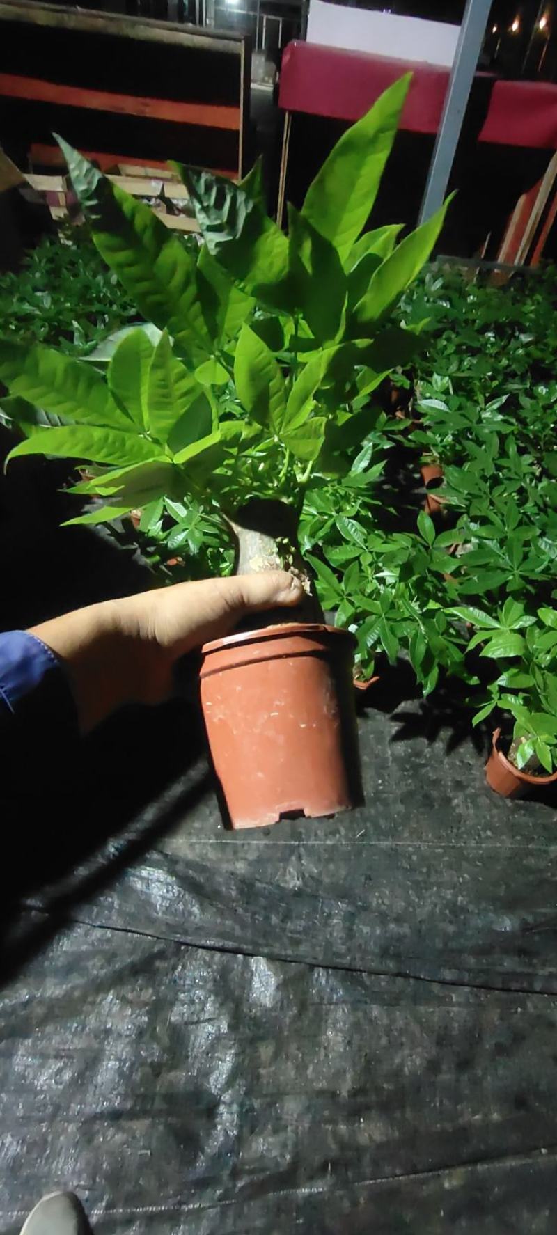 发财树盆栽招财室内客厅大型盆景绿植四季常青办公室桌摆花卉