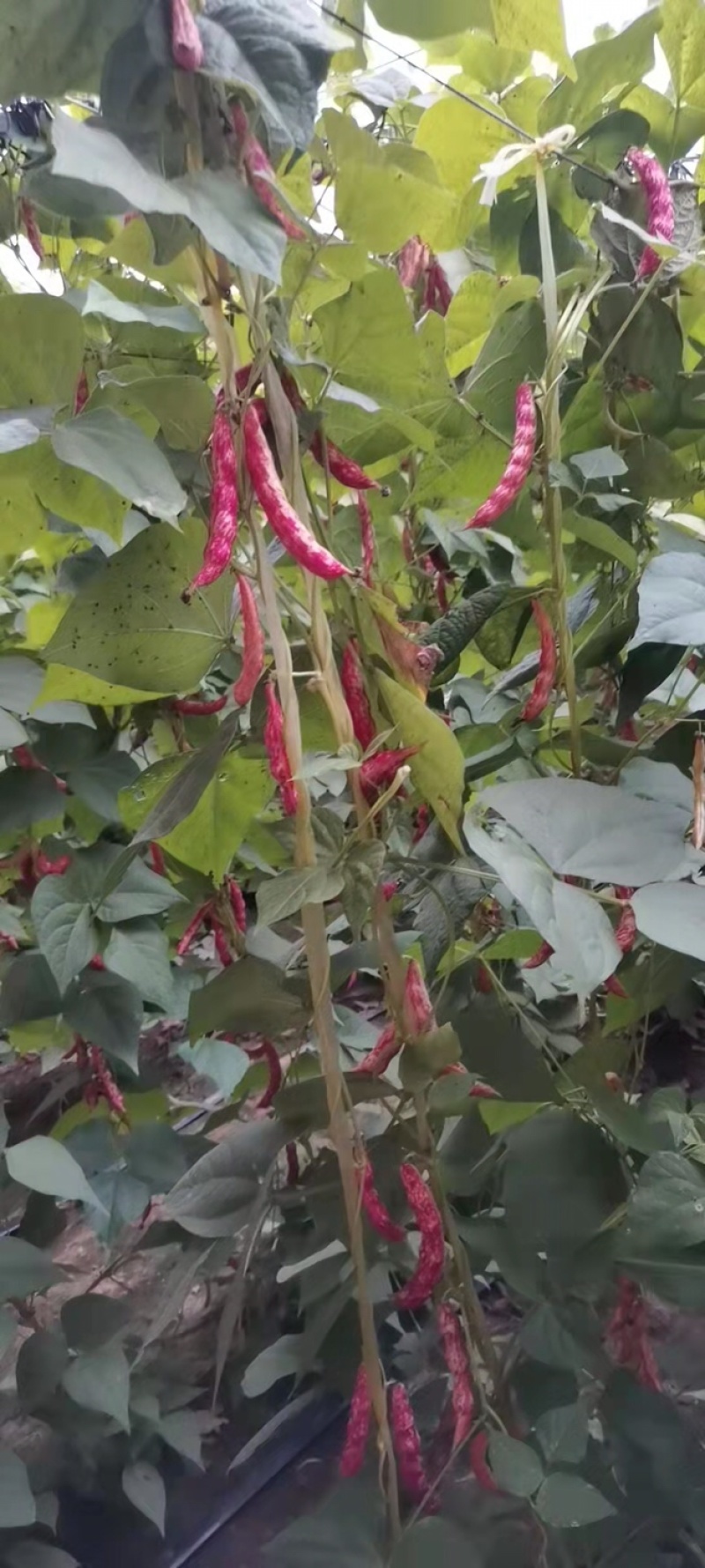 白芸豆红金勾黄金勾红金钩黄金钩面豆油豆鼓豆无筋无柴