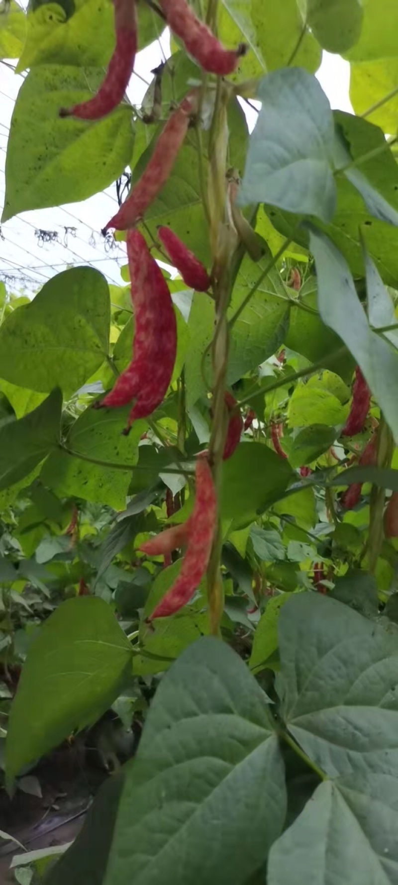 白芸豆红金勾黄金勾红金钩黄金钩面豆油豆鼓豆无筋无柴