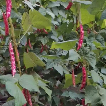 白芸豆红金勾黄金勾红金钩黄金钩面豆油豆鼓豆无筋无柴