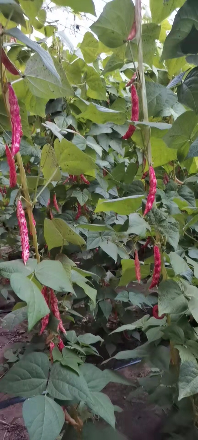 白芸豆红金勾黄金勾红金钩黄金钩面豆油豆鼓豆无筋无柴