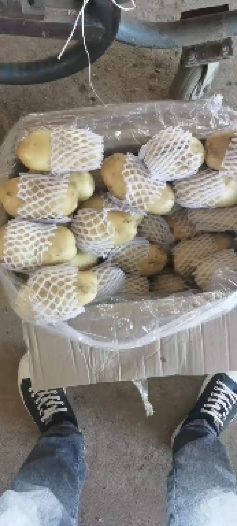 滕州3两通天大棚土豆，价格实惠，大量供应
