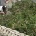 石昌蒲苗