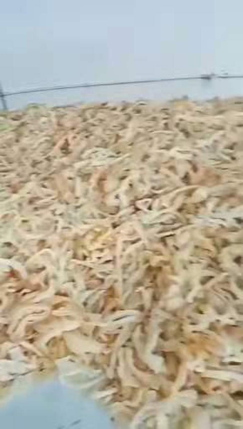 【牛耳丝】山东无水牛耳丝精品供应链，下单即发欢迎电联