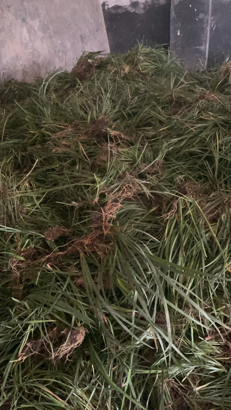 石昌蒲种苗