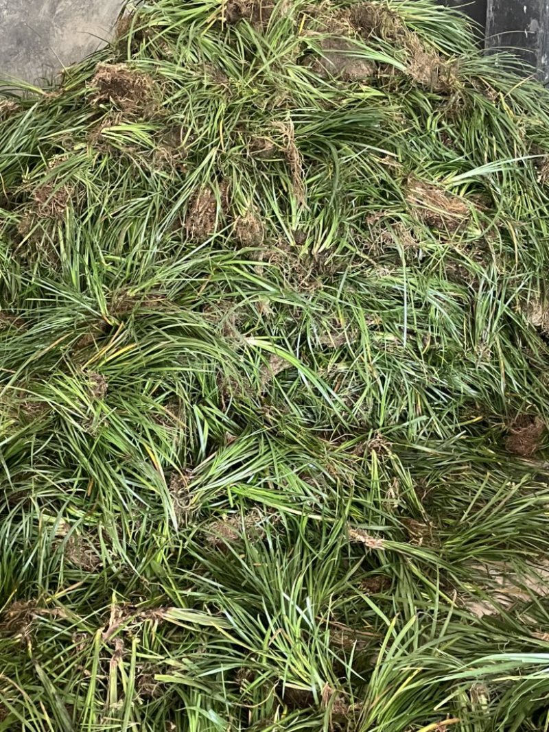 石昌蒲种苗