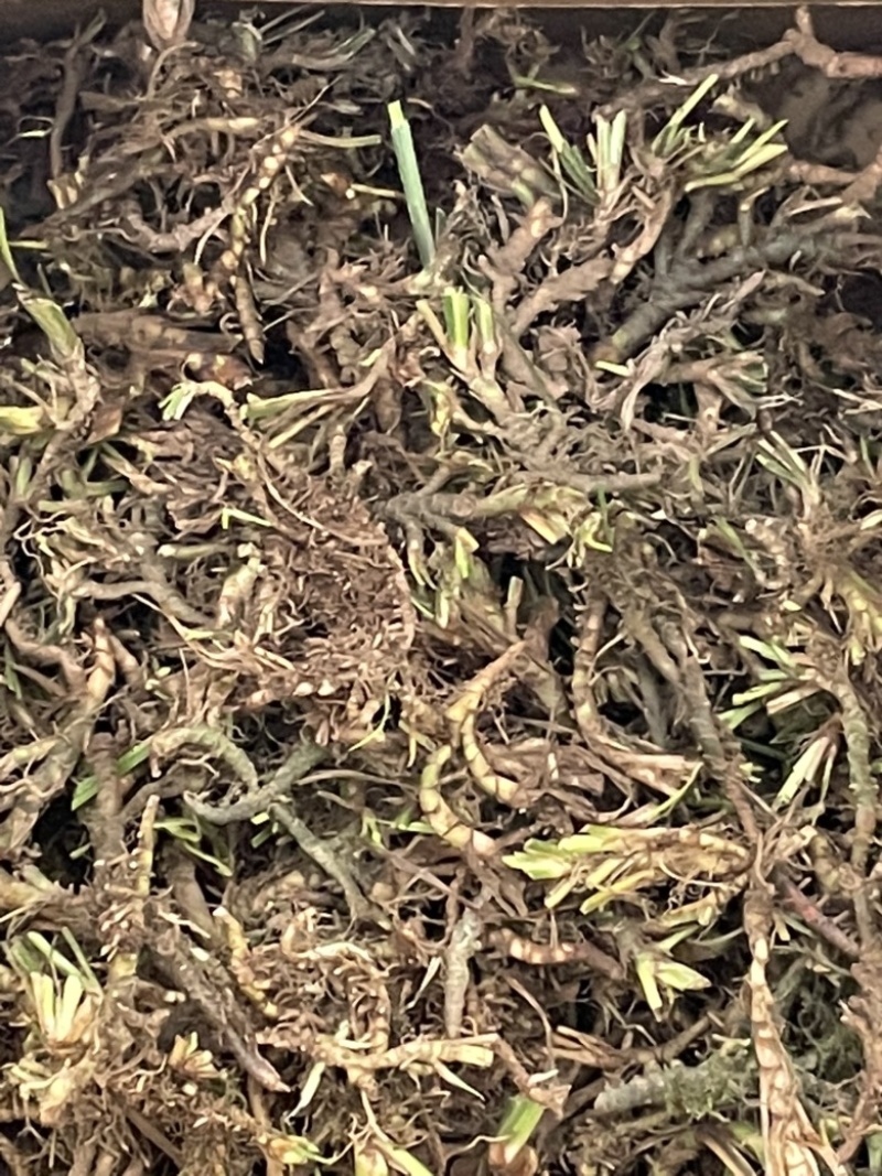 石昌蒲种苗