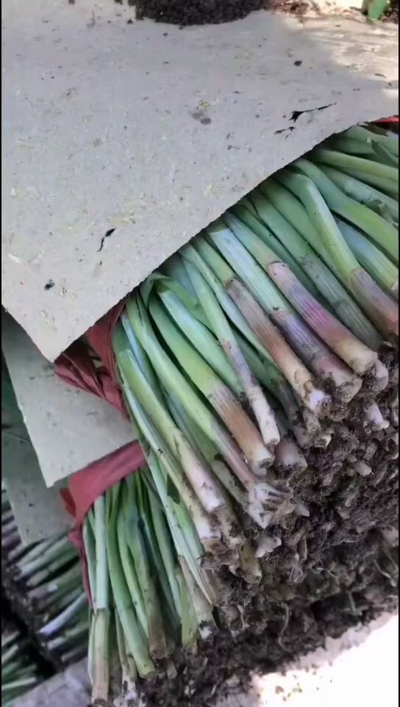 昌黎万亩韭菜大量上市，欢迎新老朋友前来选购